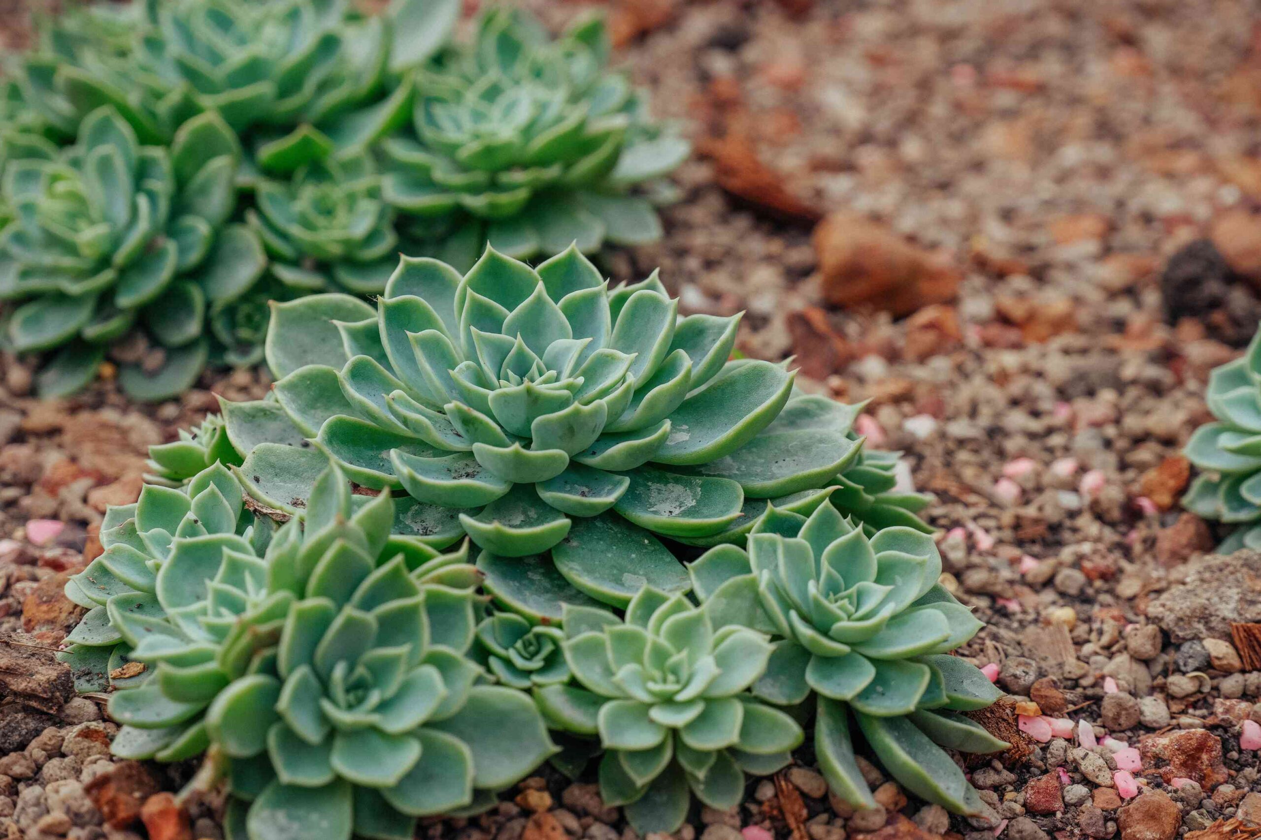 The Secret Lives of Succulents: How These Resilient Plants Have Conquered the Globe